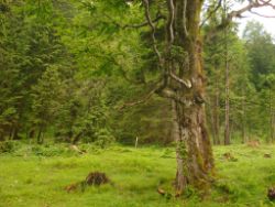 2013-06-22_Hirschhoerndl_Jochberg (271).JPG